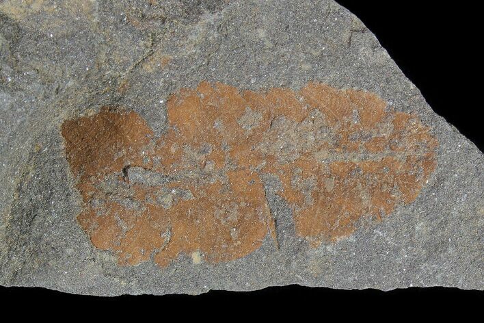 Ordovician Soft-Bodied Fossil (Duslia?) - Morocco #80276